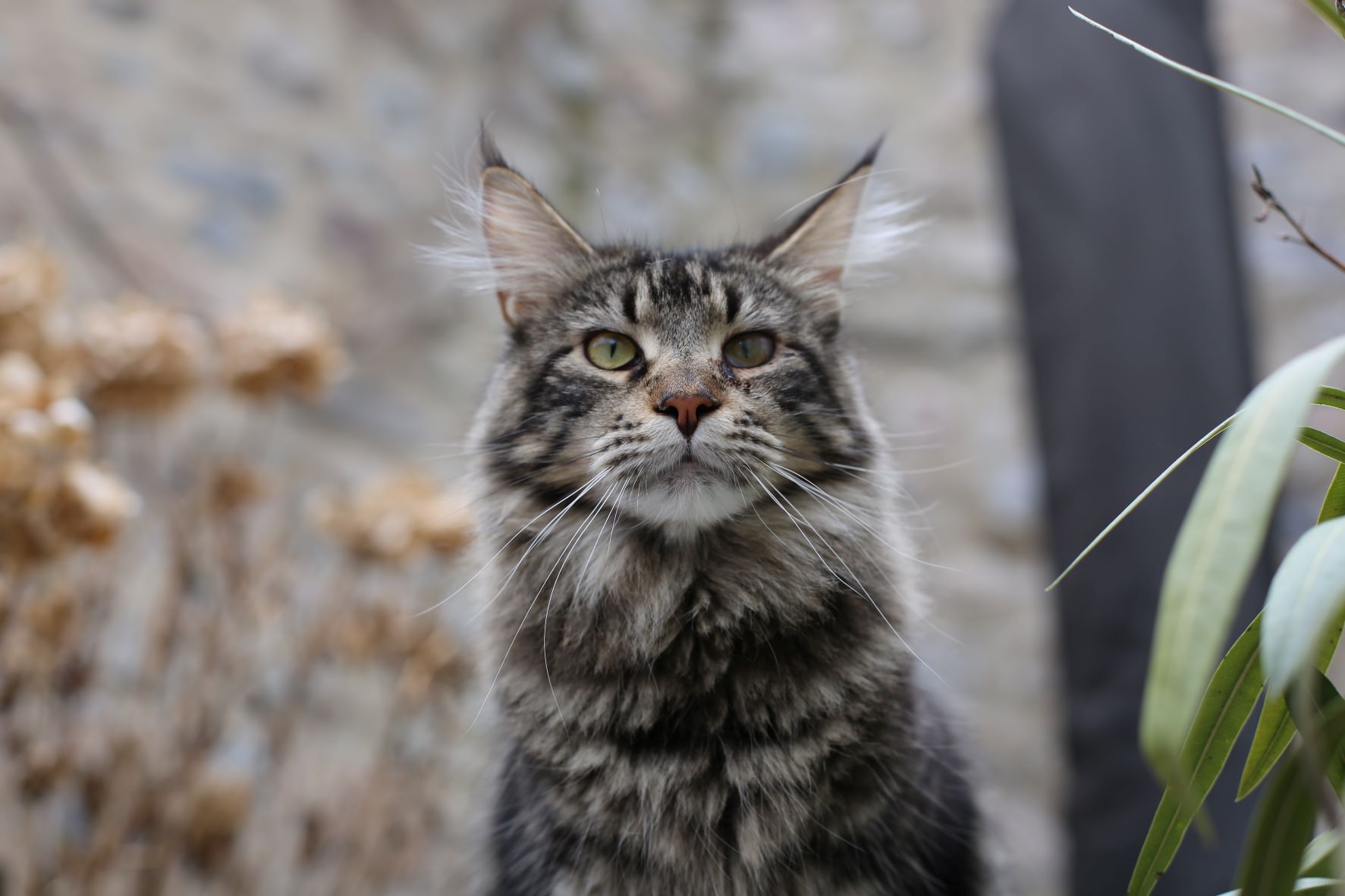 l-histoire-du-maine-coon-les-coons-sont-ils-en-train-de-changer-ou